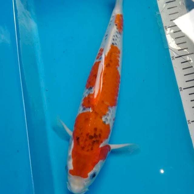 Goshiki 35 cm