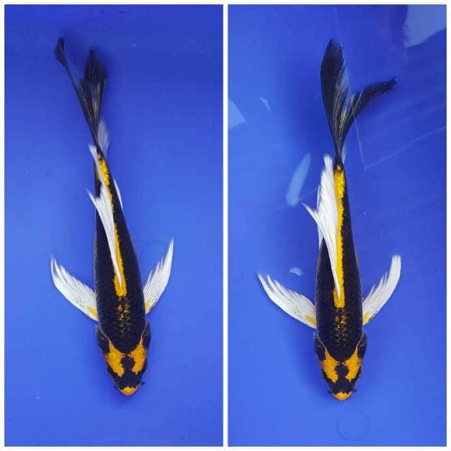 KUMPAY SAMURAI KIN KABUTO