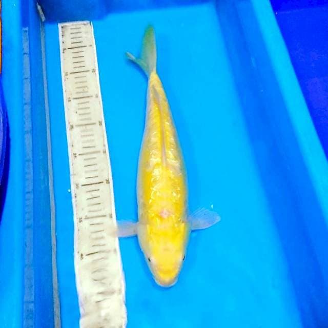 Aragoke karashi ginrin f1 konishi mata merah 