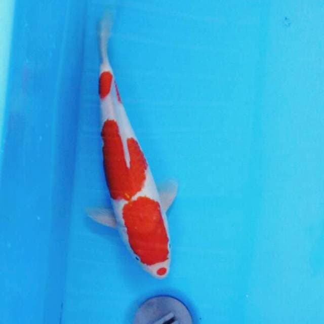 Kuchibeni Kohaku