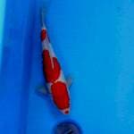 Kuchibeni Kohaku