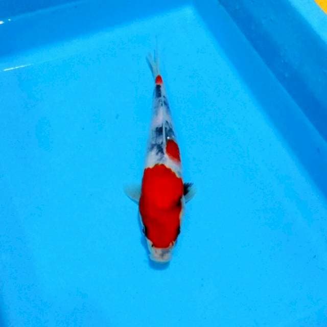 Showa tategoi male