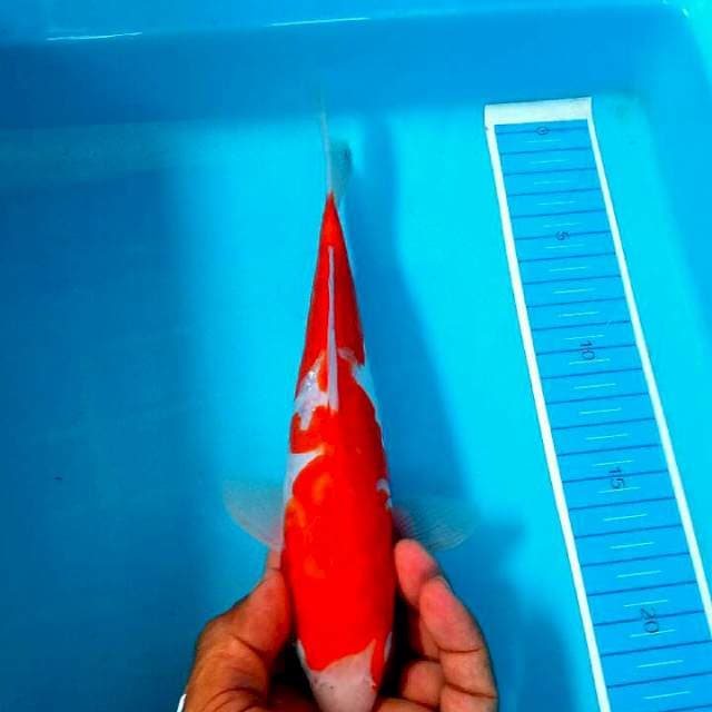 Kohaku strong