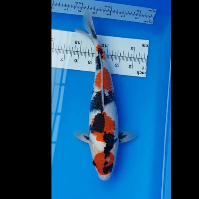 30cm showa isa super