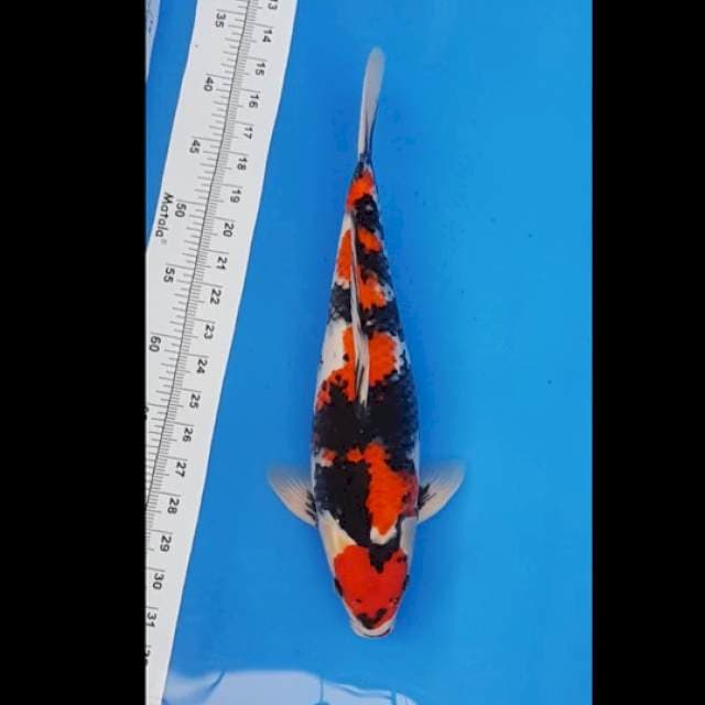 showa super 40cm ori