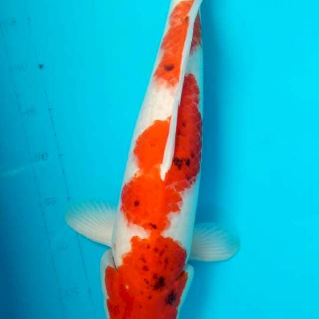 Ai goromo 50cm jumbo