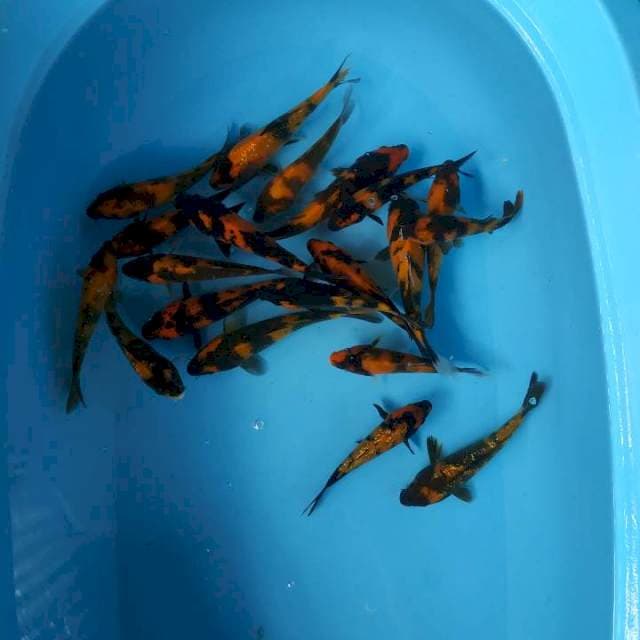 Paket utsuri 20 ekor