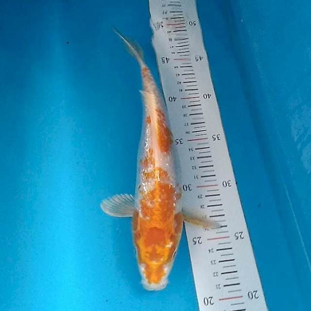 Hariwake ginrin