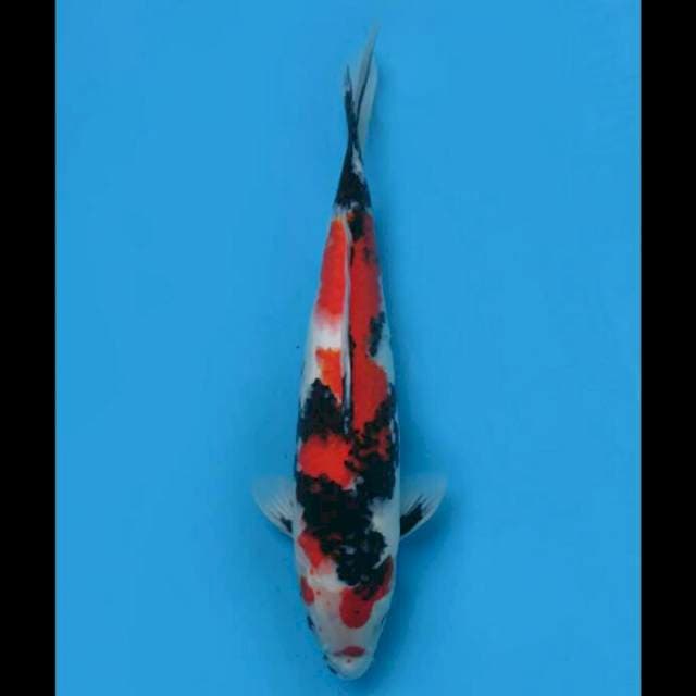 45cm Female - Showa Sanshoku 