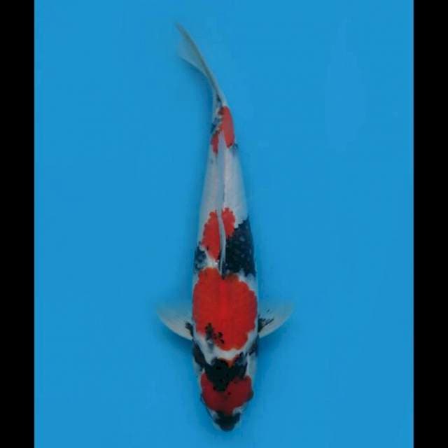 37cm Male - Super Kindai Showa Original 