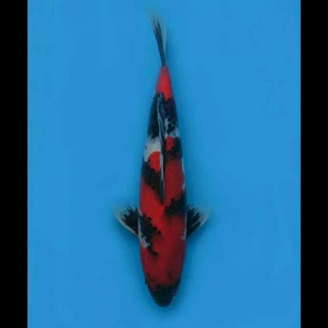 36cm Male - Red Showa Halus 