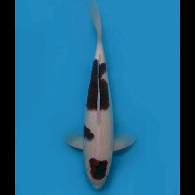40cm Male - Ai Goromo Halus