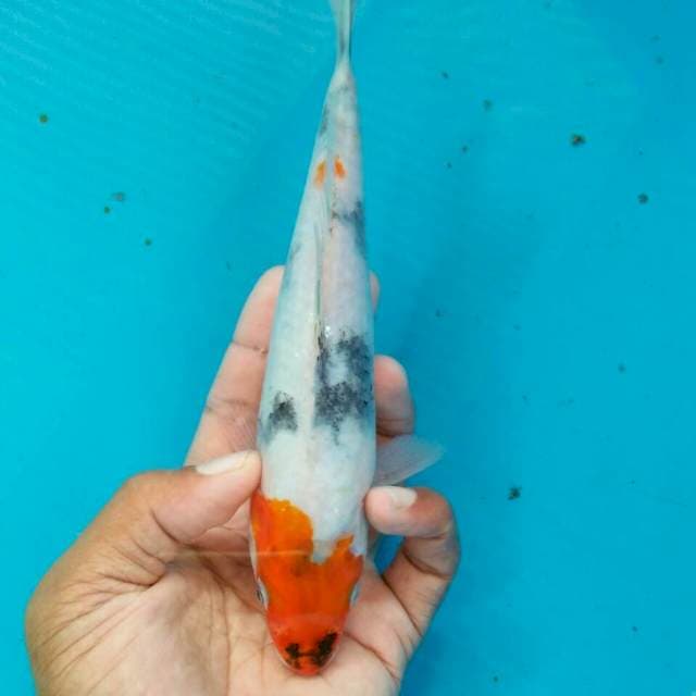 Showa bagus 22cm