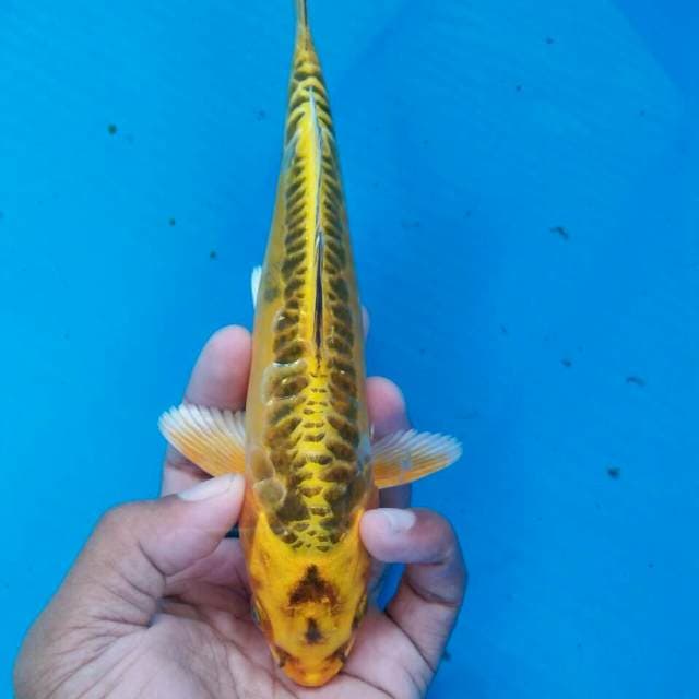 Mizhuo kuning joss 22cm
