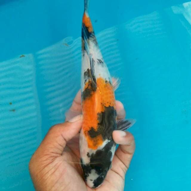 Showa cantik 24cm