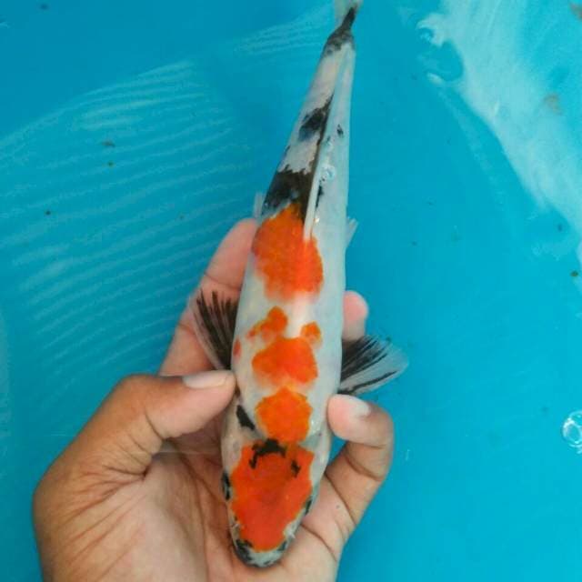 Maruten showa B 25cm