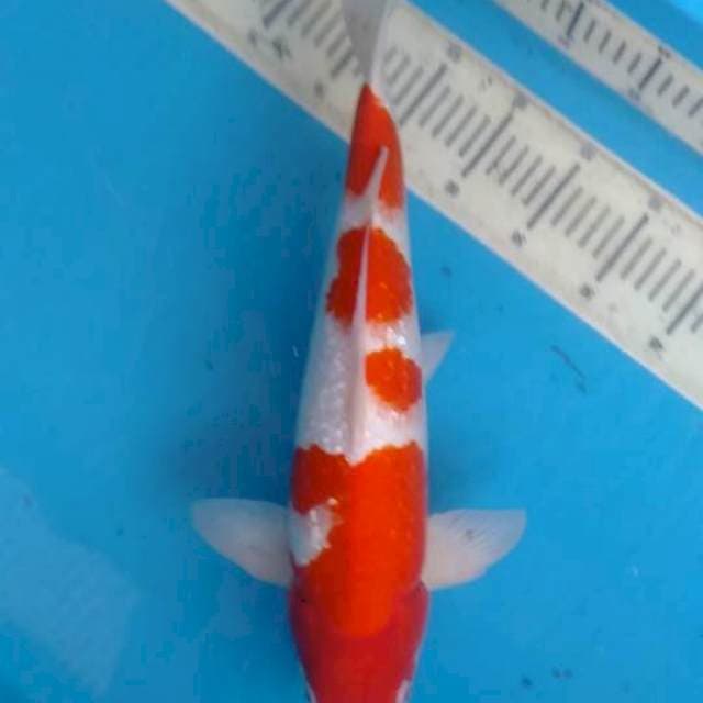 kohaku ginrin