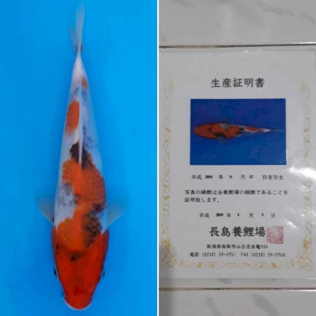 Showa tosai import sertifikat