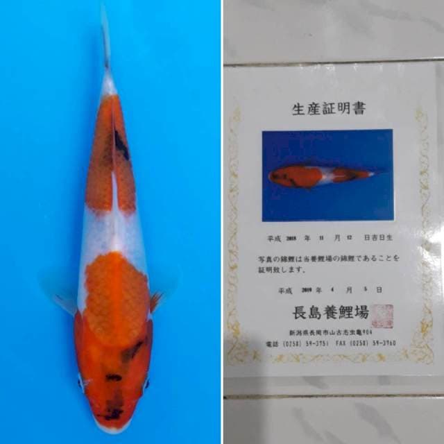 Showa tosai import sertifikat