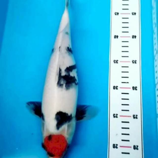 TANCHO SHOWA 33 CM
