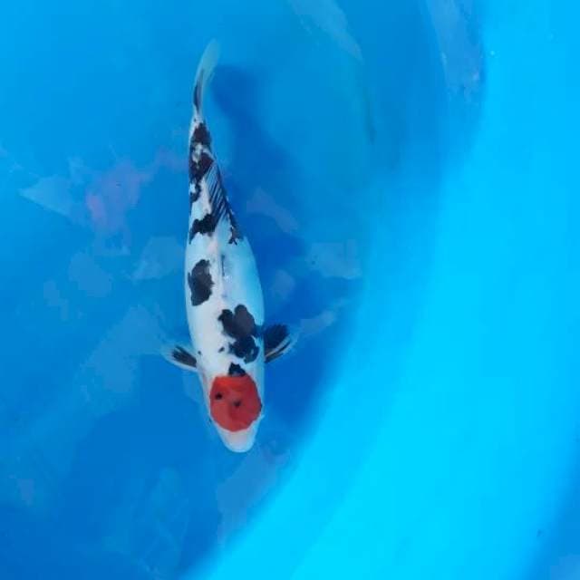T. Doitsu showa langka
