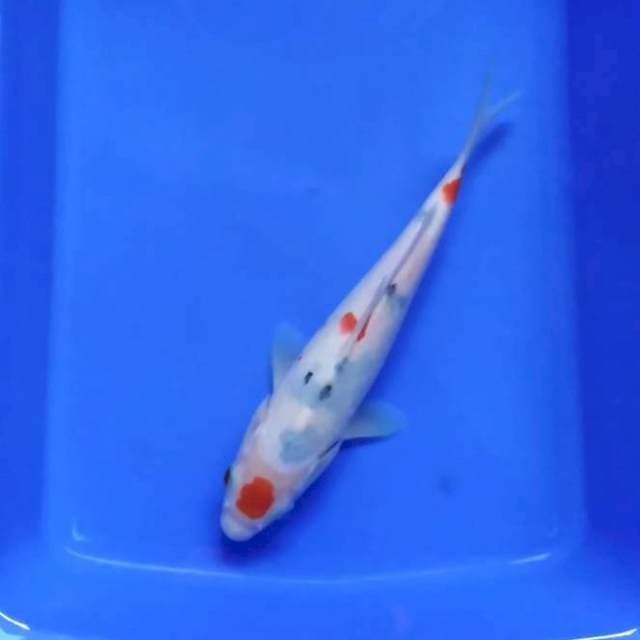 TATEGOI SANKE