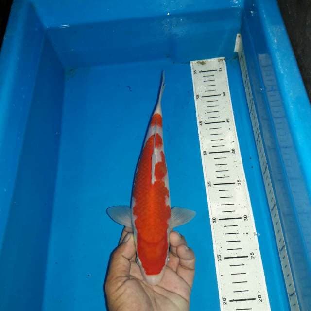 Kohaku f1