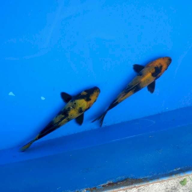 Duo Utsuri F1