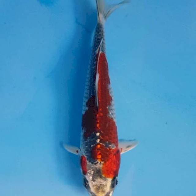 kujaku f1 kaneko 