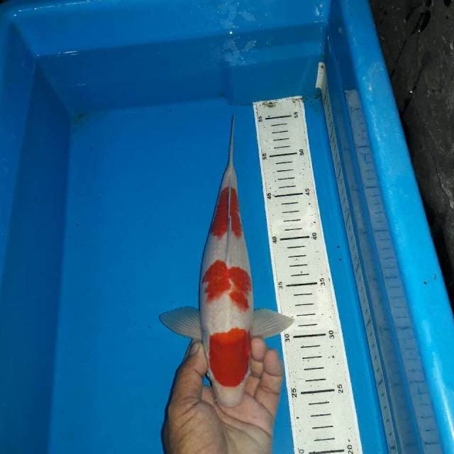 Kohaku f1
