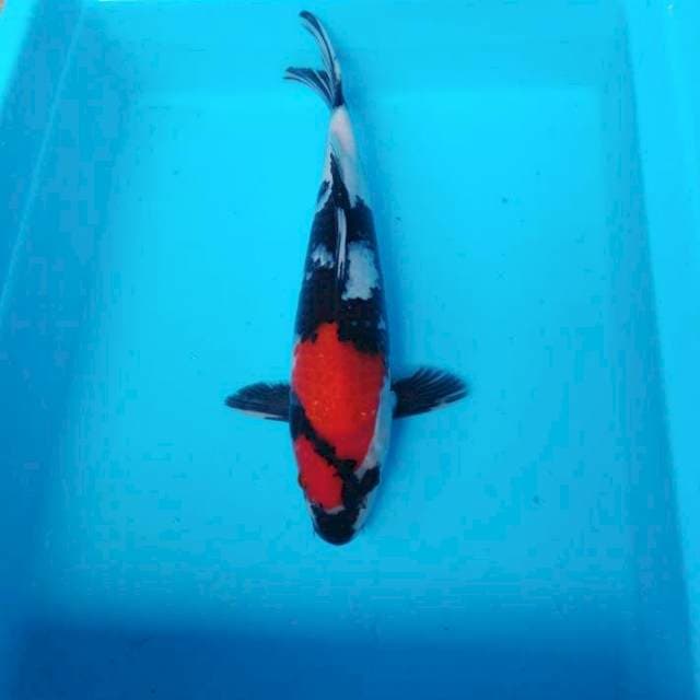 NJK - SHOWA MERAH DARAH