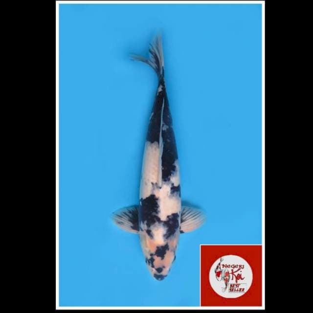 50cm - Male - F1 Jumbo Shiro Utsuri Prospek 