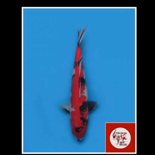 45cm - Female - Hi Showa Jumbo 