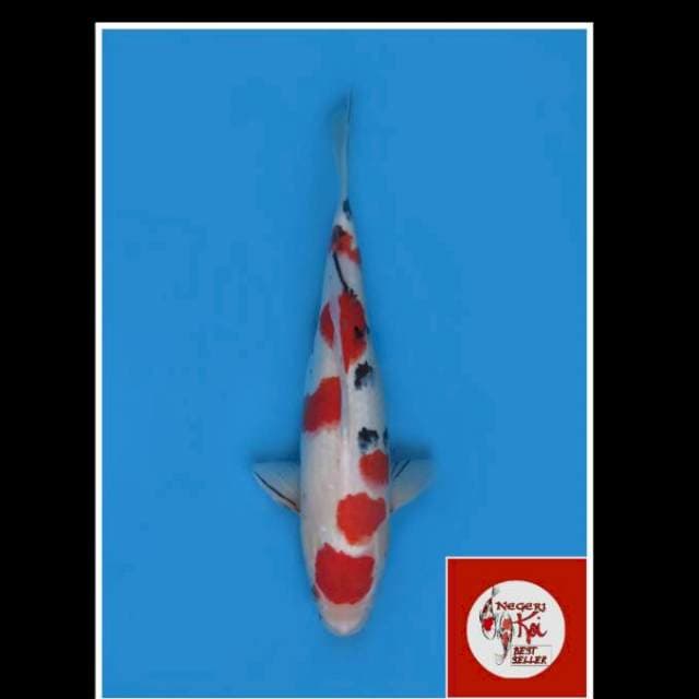 42cm - Female - Maruten Sanke Jumbo 