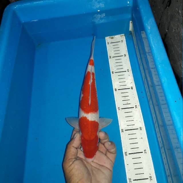 Kohaku f1 male