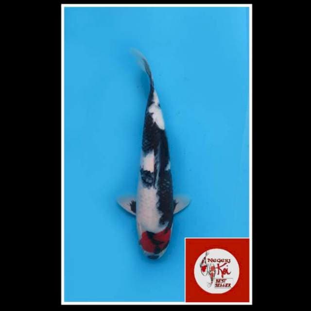 40cm - Male - Tancho Showa Original 