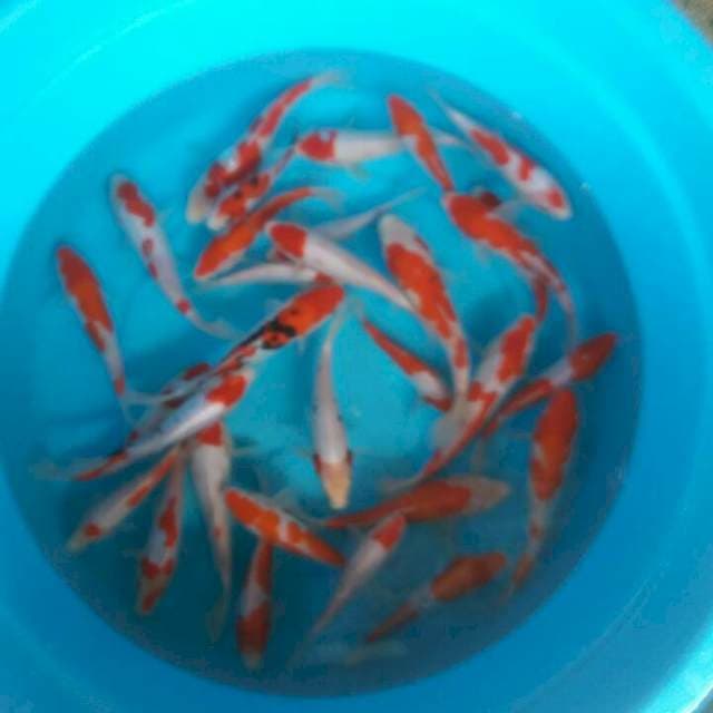 mix campur 30 ekor doits campur sisik