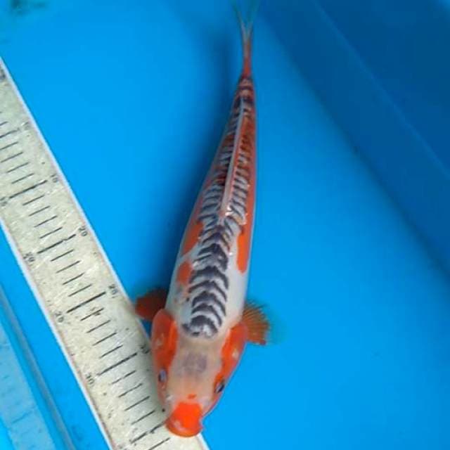 Shusui 34cm 