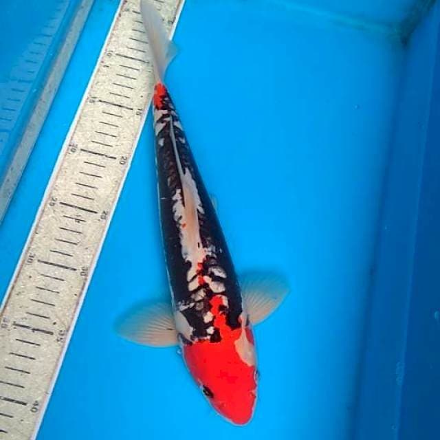 Beny kumonriyu 35cm