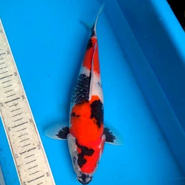 Showa 32cm