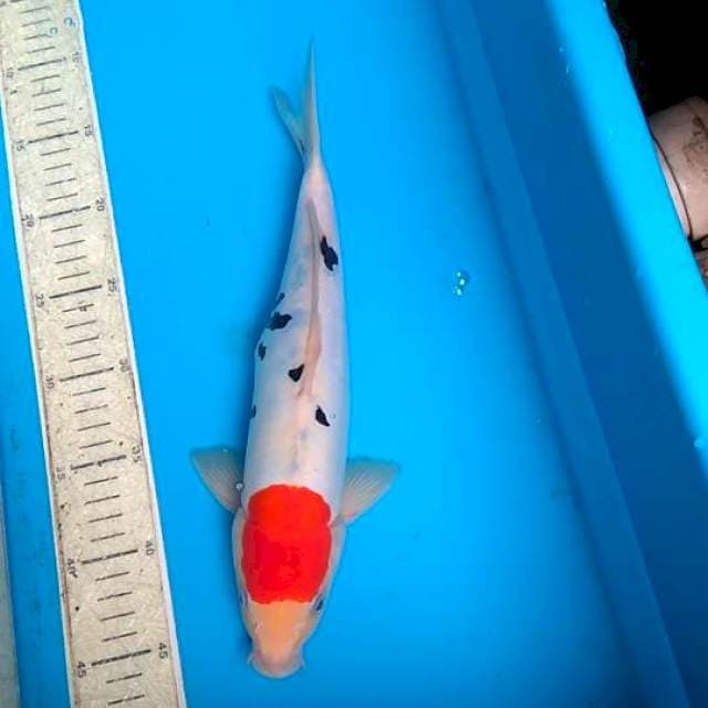 Tanco doitsu sanke 32cm
