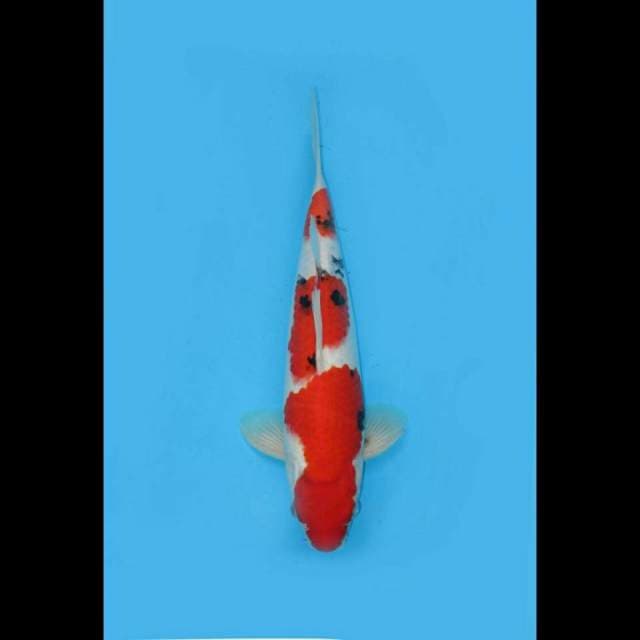 Merah Tebal - Taisho Sanke