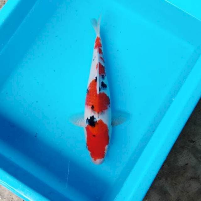 NJK - TSUBOSUMI SANKE