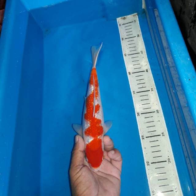 Kohaku ginrin f1