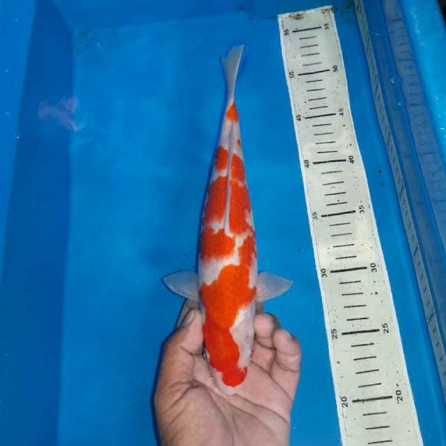 Kohaku f1