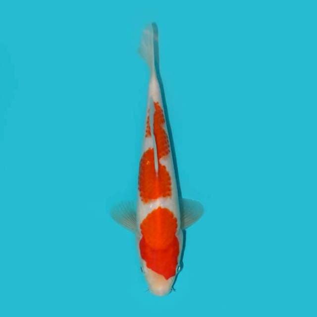 KOHAKU 22 CM