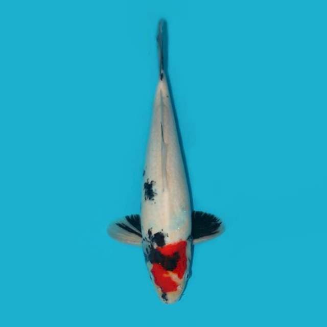 TANCHO SHOWA TATEGOI 35 CM