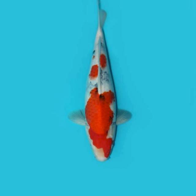 SANKE TATEGOI 35 CM