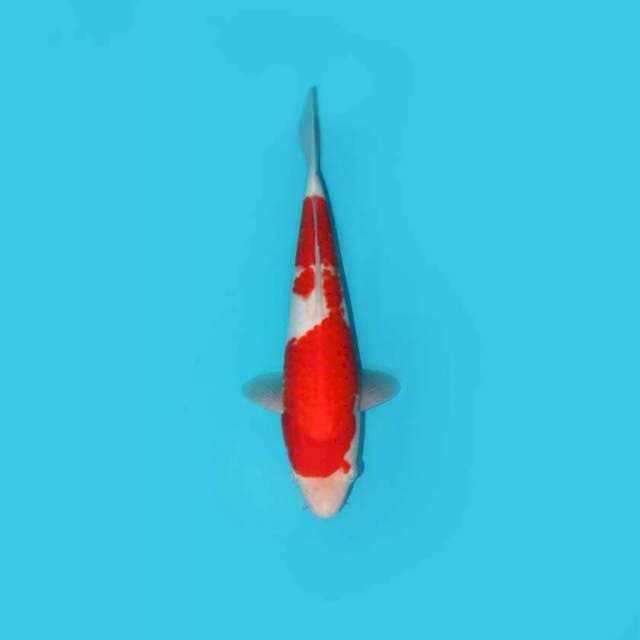 KOHAKU 27 CM