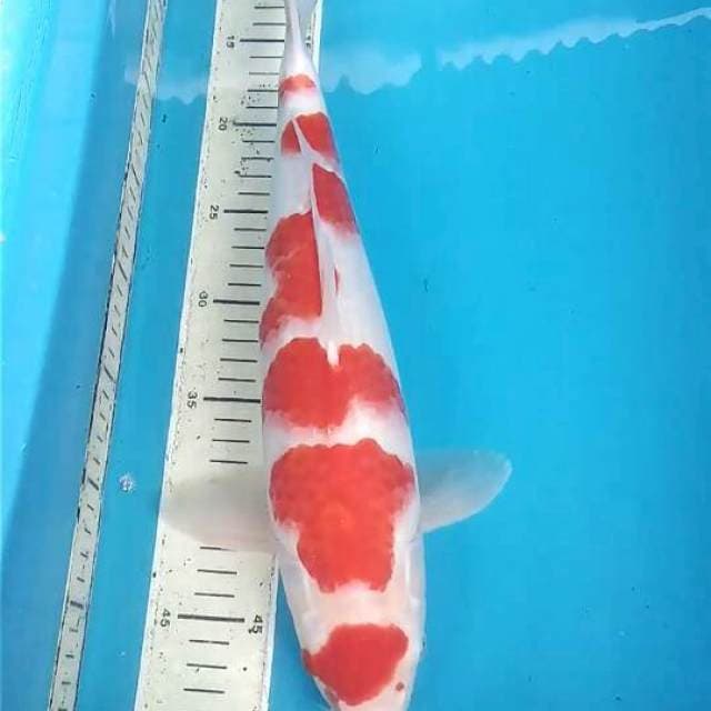 Kohaku 